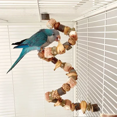 FurryFusion Jouet pour oiseaux à échelle d'escalade