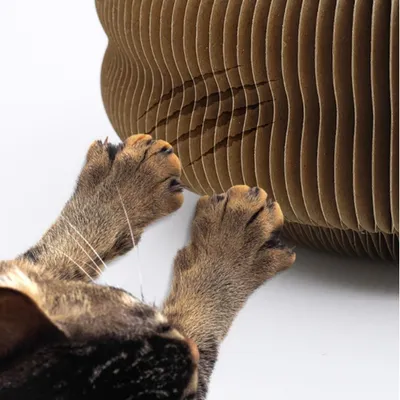 lzefia Griffoir et jouet en accordéon pour chat