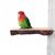 Pet Planet Perroquets Perchoir En Bois