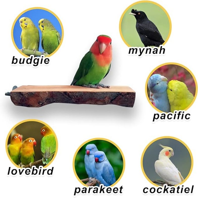 Pet Planet Perroquets Perchoir En Bois
