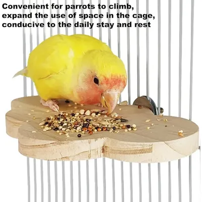 Pet Planet Perroquets Plateforme En Bois Massif