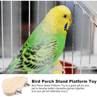 Pet Planet Perroquets Plateforme En Bois Massif