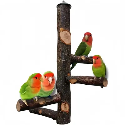 Pet Planet Perroquets Perchoir En Bois De Pommier