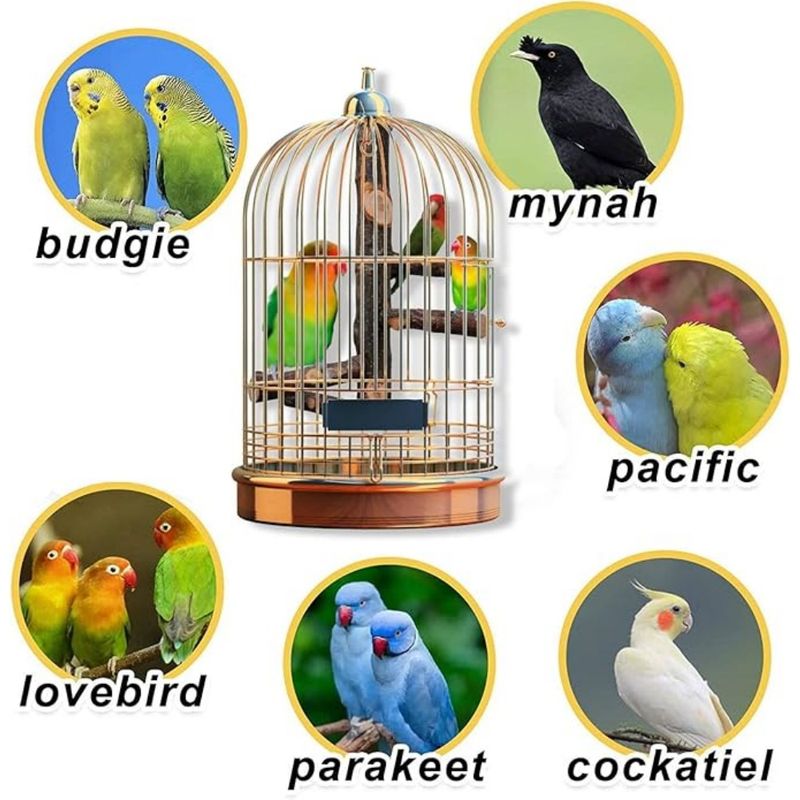 Pet Planet Perroquets Perchoir En Bois De Pommier