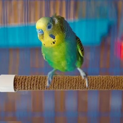 ZooVenture Portable Perchoir pour Oiseaux