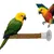 ZooVenture Portable Perchoir pour Oiseaux