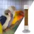 ZooVenture Portable Perchoir pour Oiseaux