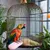 Pet Planet Perroquets Habitat Pet Planet Perroquets Habitat