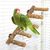 Pet Planet Oiseaux Perchoir En Bois De Fagara