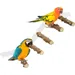 ZooVenture Portable Perchoirs pour Oiseaux