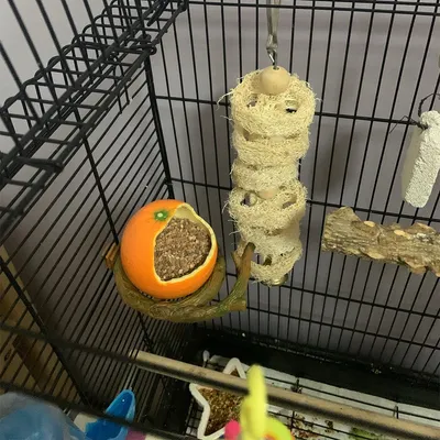 Petopia Mangeoire à oiseaux