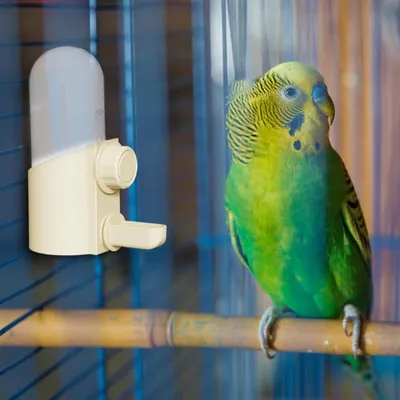 ZooVenture Pratique Distributeur Automatique D'eau Pour Oiseaux