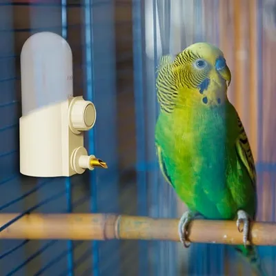 ZooVenture Transparent Bouteille d'eau pour Cage à Oiseaux