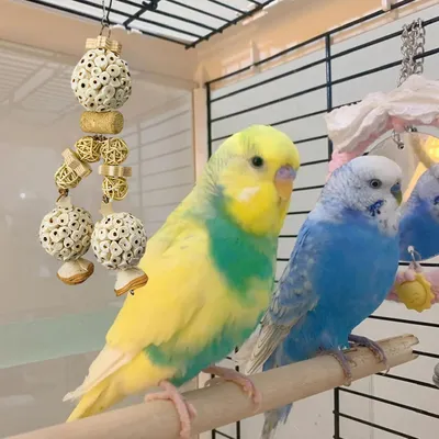 ZooVenture Naturel Jouet à Mâcher pour Oiseaux