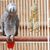 Pet Planet Perroquets Jouet En Boule De Rizier Naturel