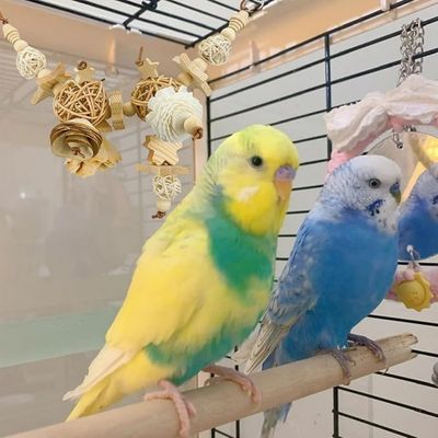 Pet Planet Perroquets Jouet En Boule De Rizier Naturel