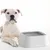 Pet Planet Bol anti - renversement de compagnie