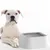 Pet Planet Bol anti - renversement de compagnie