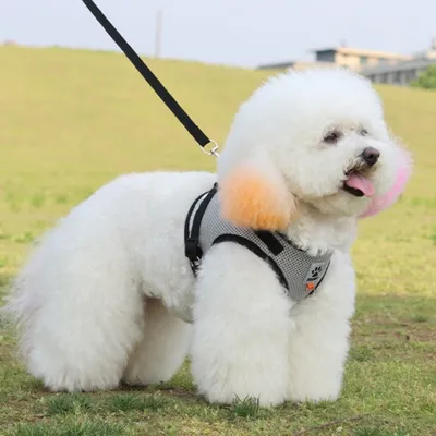 FurryFusion Harnais pour chat