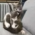 IntiMeg Harnais et laisse pour chat
