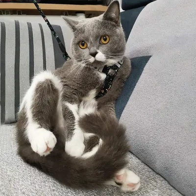 IntiMeg Harnais et laisse pour chat