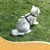 IntiMeg Harnais et laisse pour chat