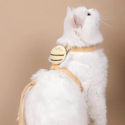 FurryFusion Harnais pour chat