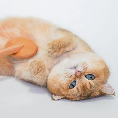 FurryFusion Brosse de massage pour animaux de compagnie