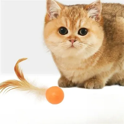 Pet Planet Bâtonnet à plume et ballon élastique pour chat