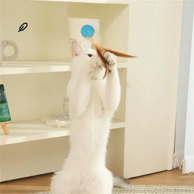 Pet Planet Bâtonnet à plume et ballon élastique pour chat