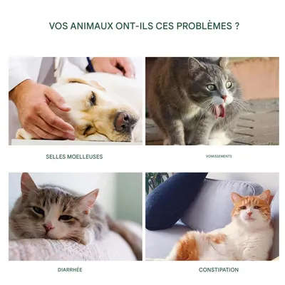 FurryFusion Gouttes probiotiques pour chats et chiens FurryFusion Gouttes probiotiques pour chats et chiens