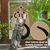 Pet Planet Tapis griffoir pour chat