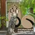 Pet Planet Tapis griffoir pour chat