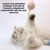 Pet Planet Jouet pour chats avec balle en sisal