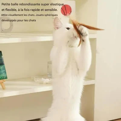 ZooVenture Jouet ballon élastique pour chats