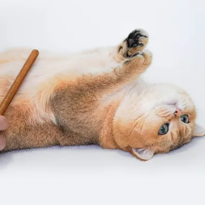 FurryFusion Peigne pour animaux de compagnie en bois