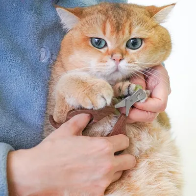 FurryFusion Coupe-ongles en bois pour chat