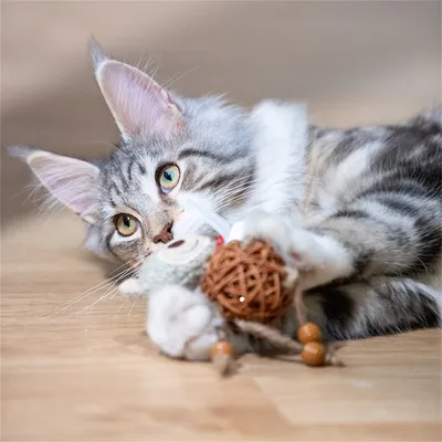 Pet Planet Jouet pour chat en rotin avec cloche et plumes (12x7 cm)