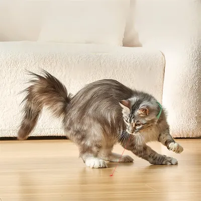 Pet Planet Collier à laser pour chat