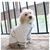 IntiMeg Peignoir en microfibre pour chien et chat