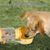 Pet Planet Chiens Bouteille D'Eau De Sport Portative