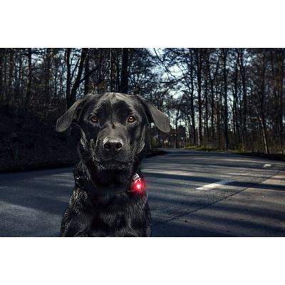 ORBILOC Lampe de securite pour chien Dog Dual - JAUNE