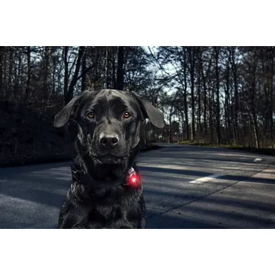 ORBILOC Lampe de securite pour chien Dog Dual - JAUNE