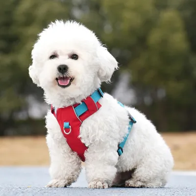 Petopia Harnachement pour chien en style gilet
