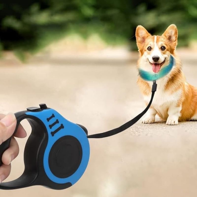 ZooVenture 5m formation marche enrouleur laisse pour chien