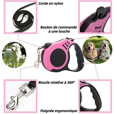 ZooVenture 5m formation marche enrouleur laisse pour chien