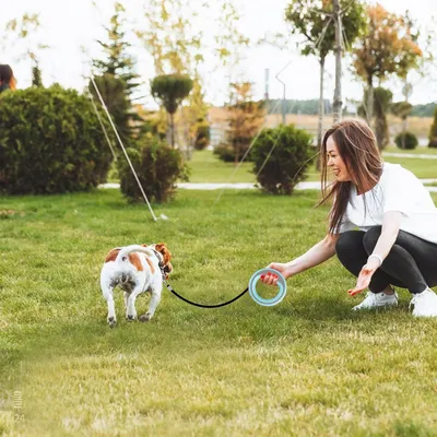 ZooVenture Laisse 250cm petite moyenne taille pour chien