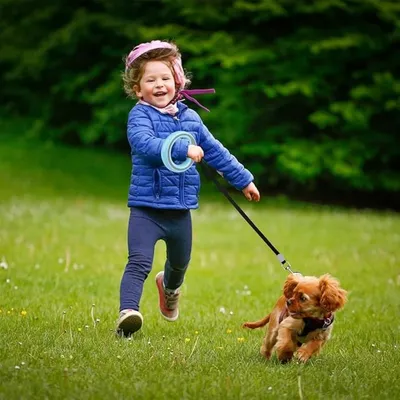 ZooVenture Laisse 250cm petite moyenne taille pour chien