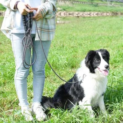 X XBEN Corde confortable pour chien