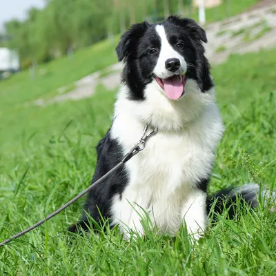 X XBEN Corde confortable pour chien